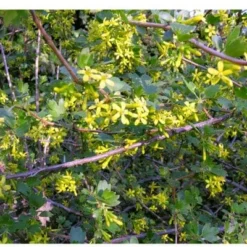 Black Topaz™ Currant