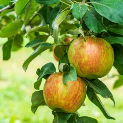 Honeycrisp And Melrose Apple Bundle (3 Trees)