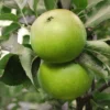 Granny Smith Apple