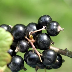 Laxton's Giant Black Currant