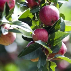 Kingston Black Cider Apple