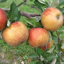 Karmijn De Sonnaville Apple