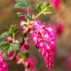 King Edward VII Flowering Currant