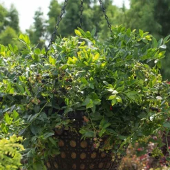 Alpha Bushel And Berry® Midnight Cascade® Blueberry