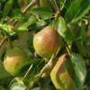 Bartlett European Pear
