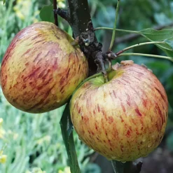 Ellison's Orange Apple