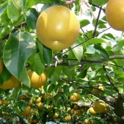 Awesome Asian Pear Bundle No. 1