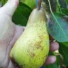 Atlantic Queen European Pear