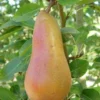 Abbe Fetel European Pear