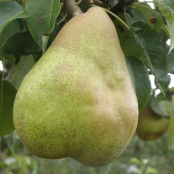 Comice European Pear