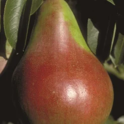 Pound European Pear
