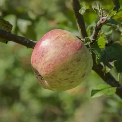 Bardsey Apple