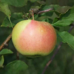 Bella™ Apple