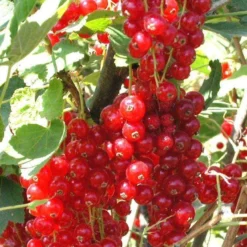 Rovada Red Currant