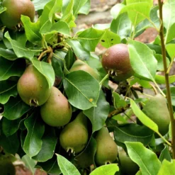 Beurre Super Fin European Pear