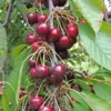 Bing Cherry
