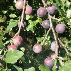 Blau De Belgique European Plum