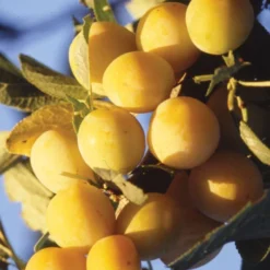 Mirabelle De Metz European Plum