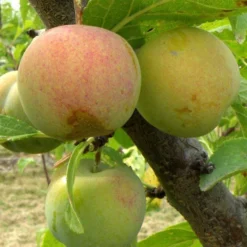 Cambridge Gage European Plum