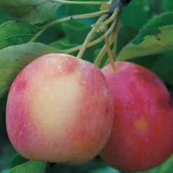 Centennial Crabapple