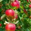 Combo Heritage Apple (5 Varieties)