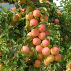 Early Golden Asian Plum