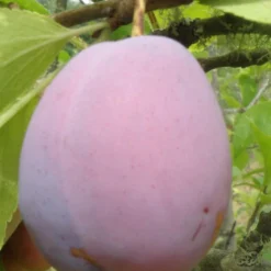 Ersinger European Plum