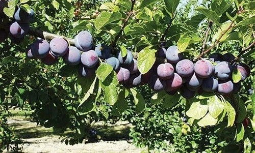 Gras Ameliorat European Plum