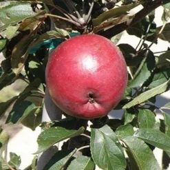 Arkansas Black Apple