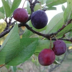 Premier Beach Plum