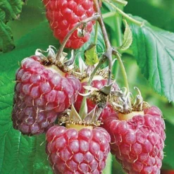 Tulameen Raspberry