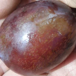 Imperial Epineuse European Plum