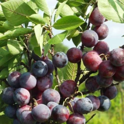 Jubileum European Plum