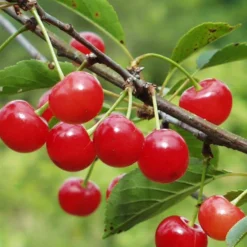 Montmorency Cherry