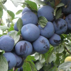 Mount Royal European Plum