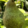 Onward European Pear