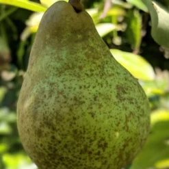 Onward European Pear