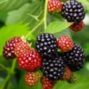 Osage Thornless Blackberry