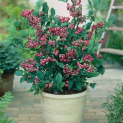 Alpha Pink Lemonade Blueberry