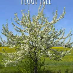 Combo Pluot Tree (3 Varieties)
