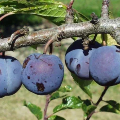 Purple Gage European Plum