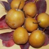 Seuri Asian Pear