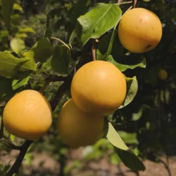 Shinseiki Asian Pear