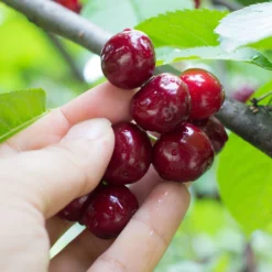 Combination Cherry Tree (5 Varieties)