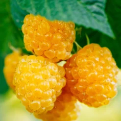 Fall Gold Raspberry