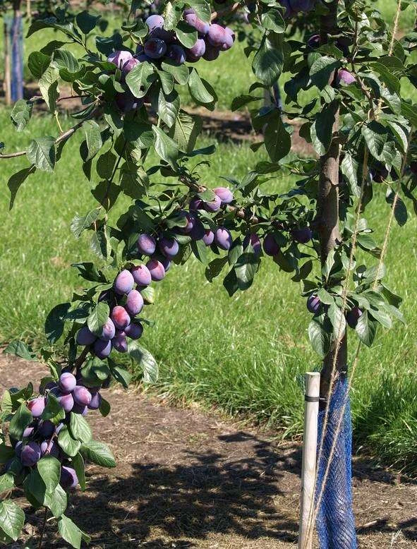 Prune D'Ente 707 European Plum