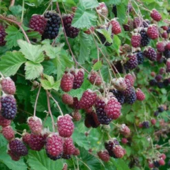Marionberry
