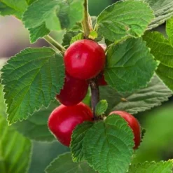 Nanking Cherry