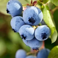 Alpha Burgundy Maine Blueberry