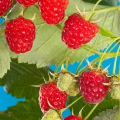 Cascade Delight Raspberry Bundle (5 Plants)